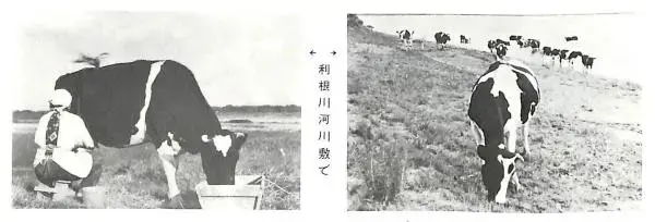 写真：利根川での放牧の様子