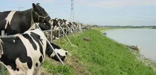 写真：鬼怒川の土手に避難する牛
