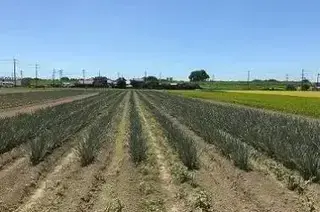 写真：ネギ畑