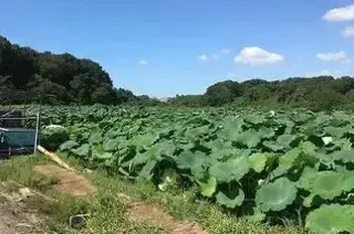 写真：レンコン畑