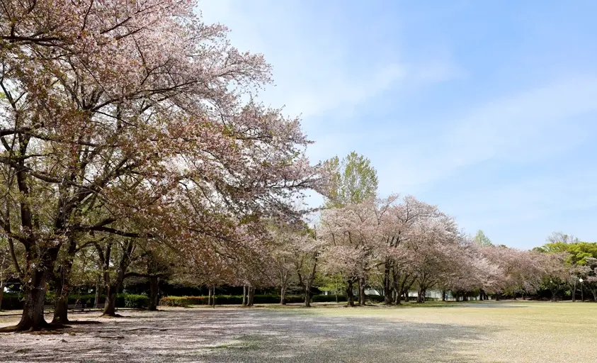 写真：立沢公園