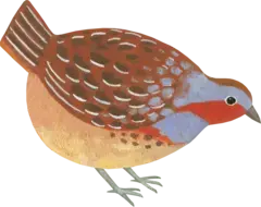 イラスト：コジュケイ