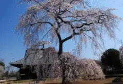 写真：西林寺を背景にした満開のしだれ桜の作品