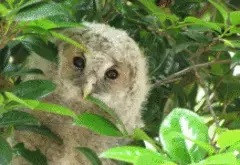 写真：枝の間からこちらを見つめているフクロウの作品