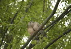 写真：枝で寄せ合う鳩の作品