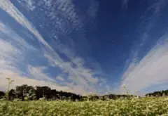 写真：放射状に広がった筋雲を背景にした蕎麦畑の作品