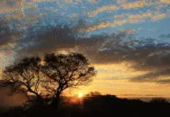 写真：大きな木が印象的な朝日の作品