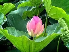 写真：大きな緑の葉を背景に咲いている美しい古代蓮