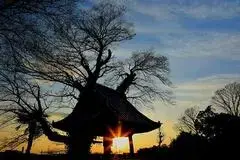 写真：夕焼けに照らされて黒いシルエットとなったムクノキと大圓寺の鐘楼