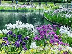 写真：アヤメが咲き誇る四季の里公園