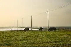 写真：情緒的な靄の中、遠くに伸びる電線を背景に牧草を食べている3匹の牛