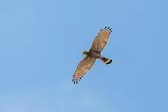 写真：雲一つない青空に大きく翼を広げて滑空するサシバ