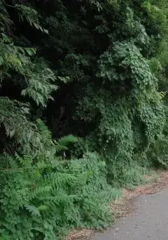 写真：道路への枝葉の張り出し