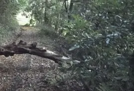 写真：樹木の倒木により道路が通行止め