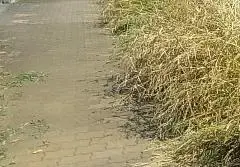 写真：民地から道路への雑草の繁茂