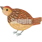 イラスト：小綬鶏（ヒナ）