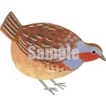 イラスト：小綬鶏