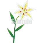 イラスト：山百合B