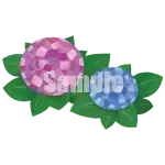 イラスト：アジサイ