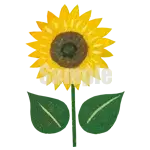 イラスト：ヒマワリ