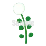 イラスト：白い花