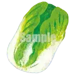 イラスト：白菜