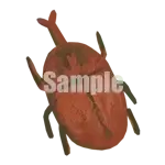 イラスト：カブトムシ