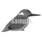 イラスト：カワセミ