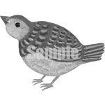 イラスト：小綬鶏（ヒナ）