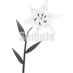 イラスト：山百合B