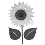 イラスト：ヒマワリ