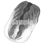 イラスト：白菜