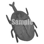 イラスト：カブトムシ