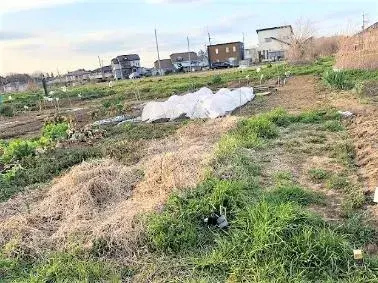 写真：荒れている農園