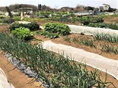 写真：整備されている農園