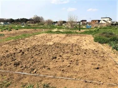 写真：原状回復された農園