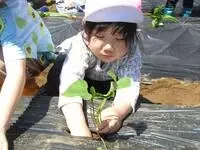 写真：芋の苗を世話している様子1