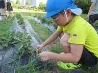 写真：芋の苗を世話している様子2