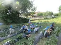 写真：芋の苗を世話している様子3