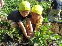 写真：苗を引っ張るこどもたち1