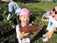 写真：おいもほりの様子2