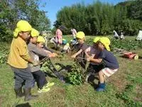 写真：苗を引っ張るこどもたち2