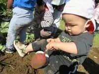 写真：おいもほりの様子1