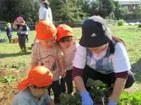 写真：先生と一緒に芋を探す子たち1