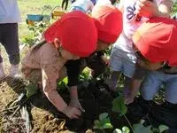 写真：先生と一緒に芋を探す子たち2