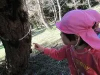 写真：木を指さす子