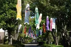 写真：こいのぼりまつりが掲げられた幸福の路