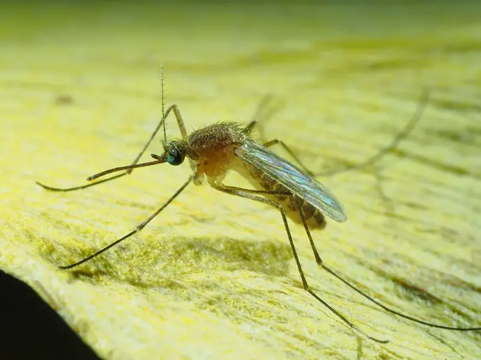 アカイエカの画像