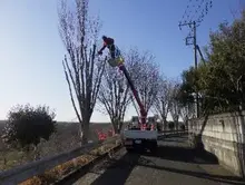 けやきの木を剪定している様子