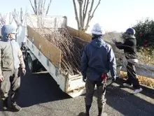 けやきの木を剪定している様子2